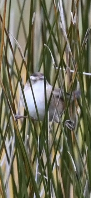 střízlík bažinný - ML645007491