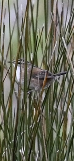 Marsh Wren - ML645007492