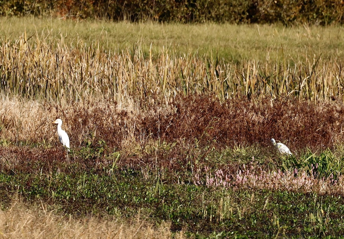 Western Cattle-Egret - ML645007510