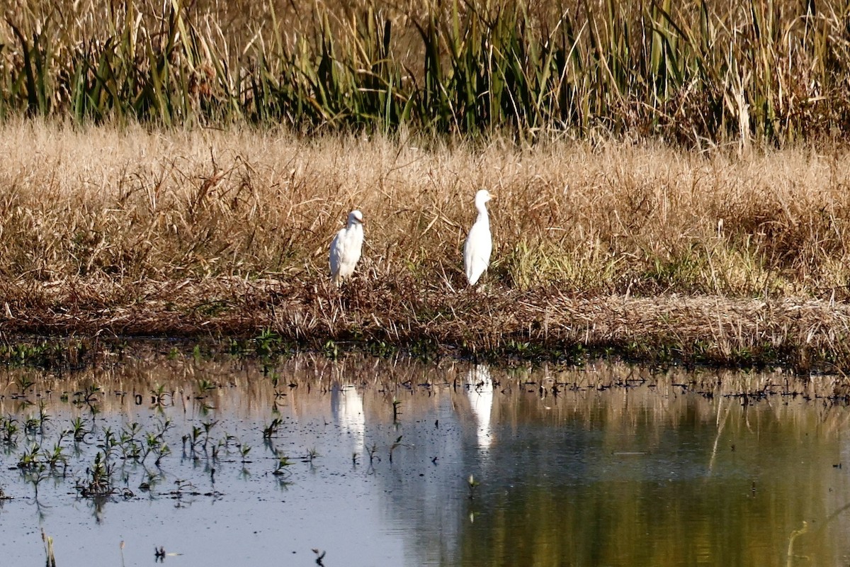 Western Cattle-Egret - ML645007511