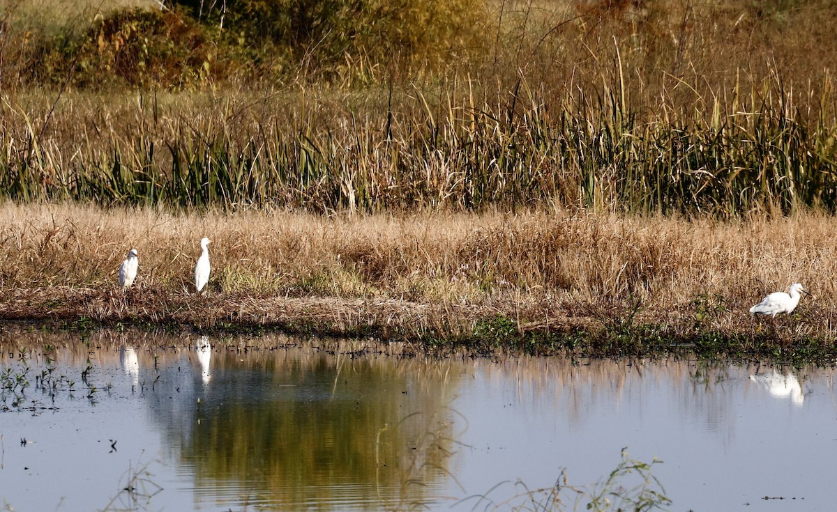 Western Cattle-Egret - ML645007512