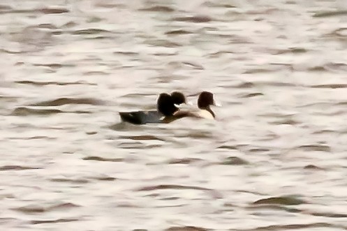 Lesser Scaup - ML645007529