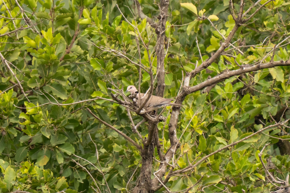 Винная горлица - ML645007541