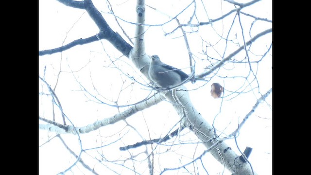 Pine Grosbeak - ML645007543