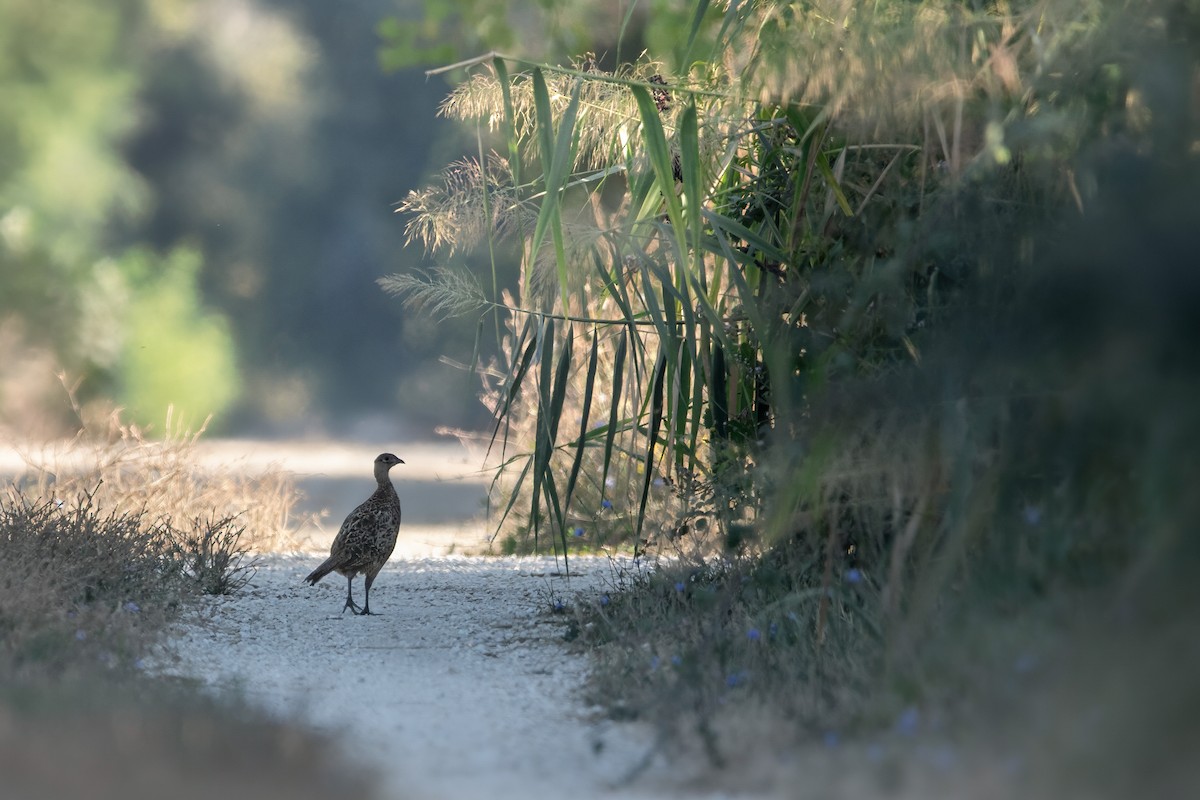 פסיון מצוי - ML645007560