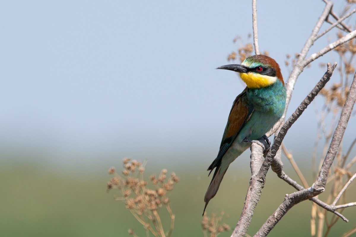 שרקרק מצוי - ML645007579