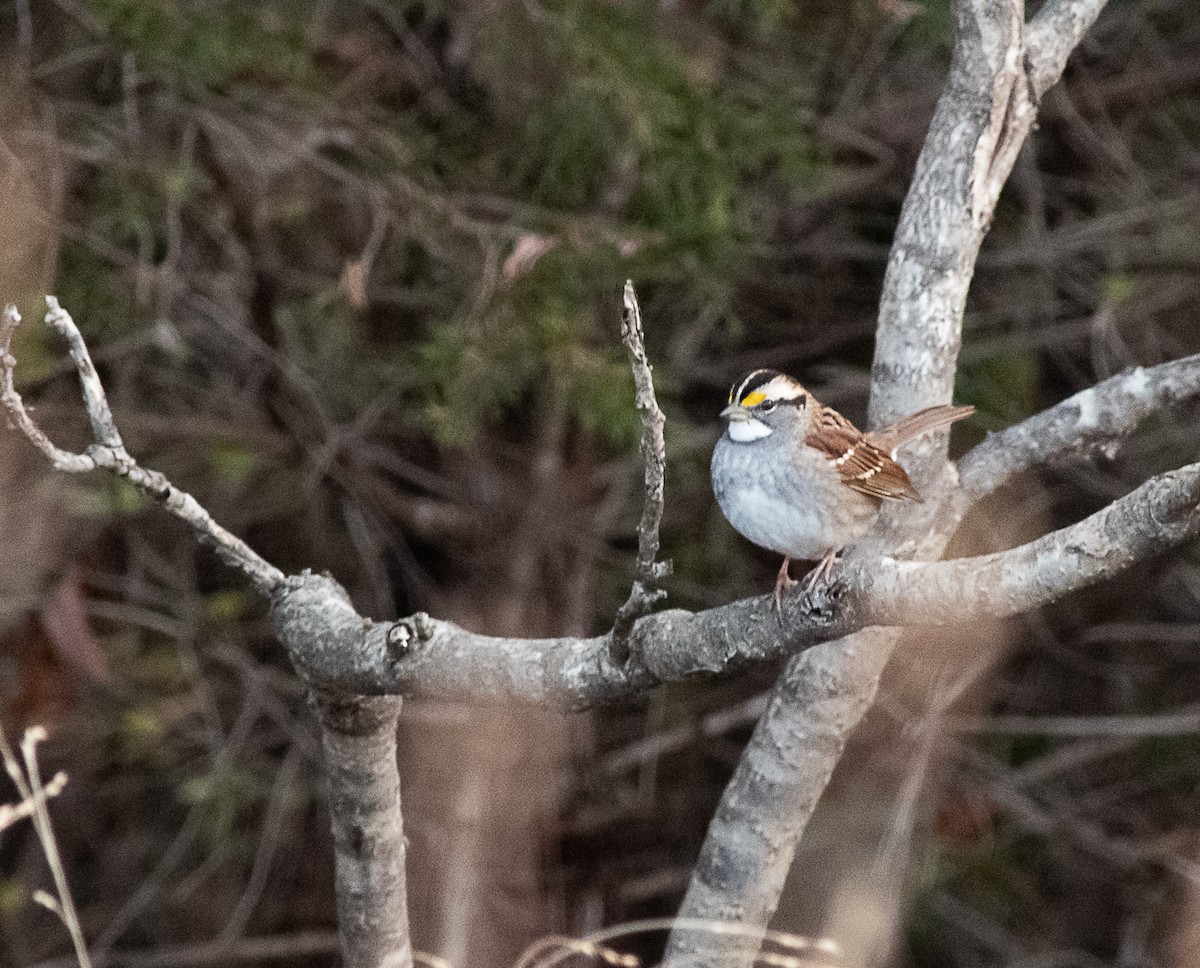White-throated Sparrow - ML645007582