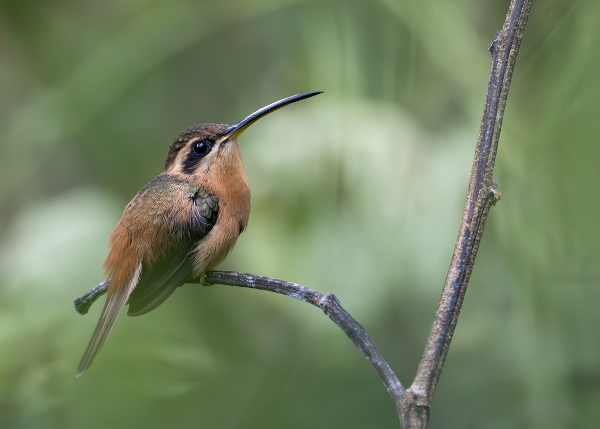Reddish Hermit - ML645007594