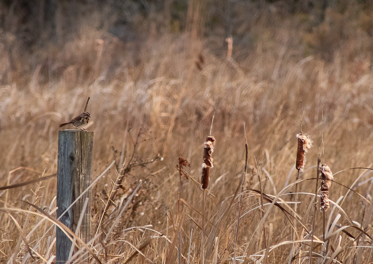 Song Sparrow - ML645007595