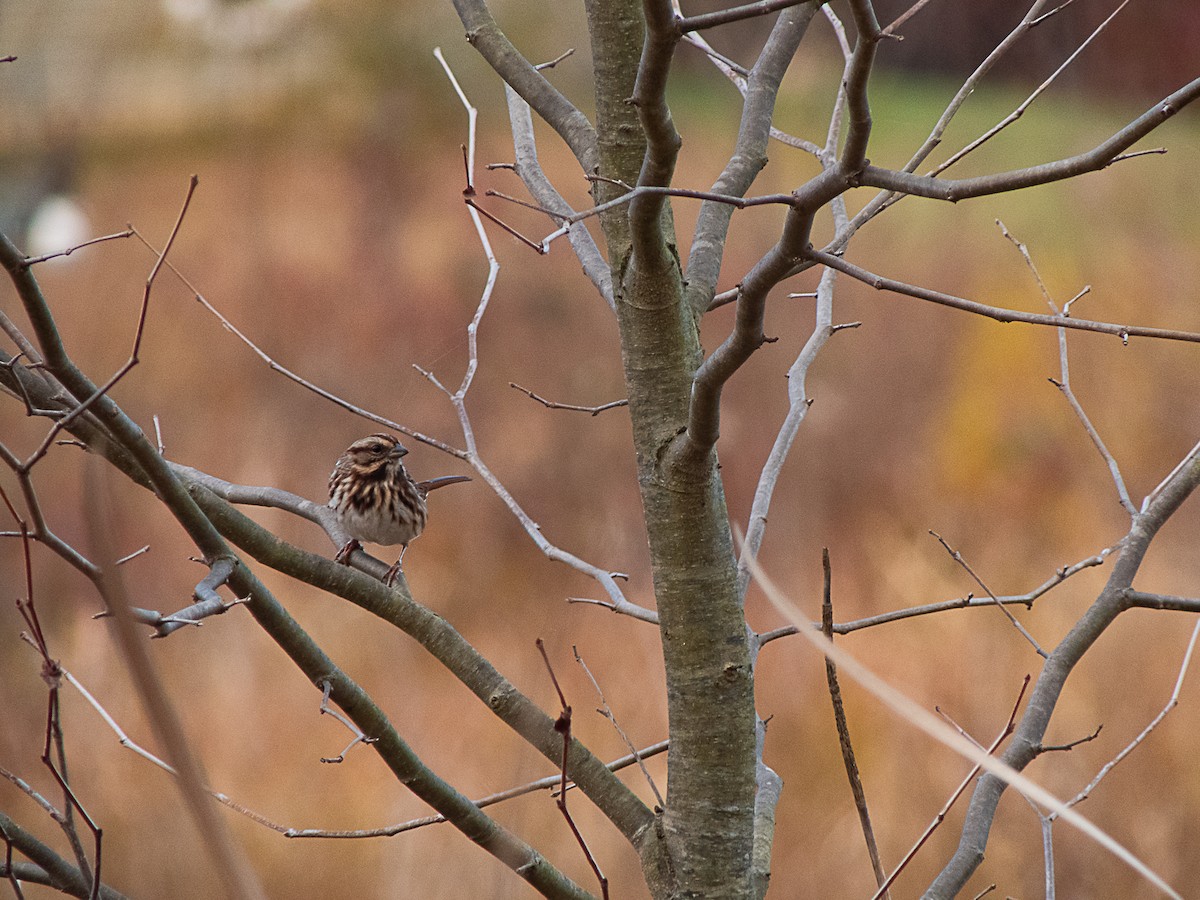 Song Sparrow - ML645007596