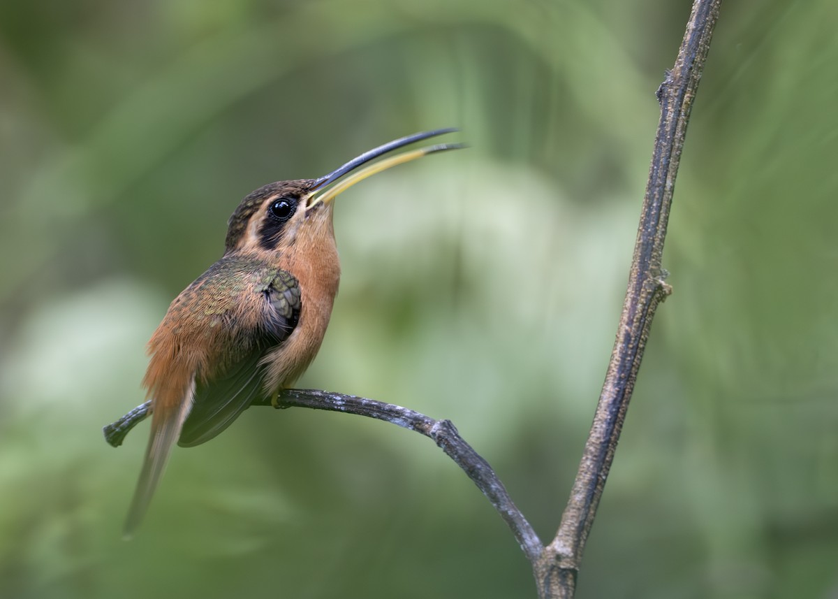 Reddish Hermit - ML645007597