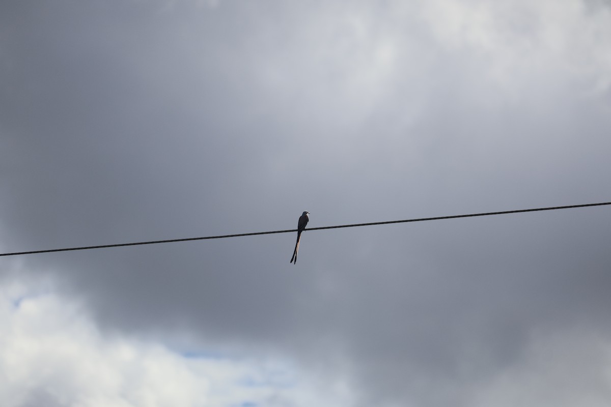 Scissor-tailed Flycatcher - ML645007598