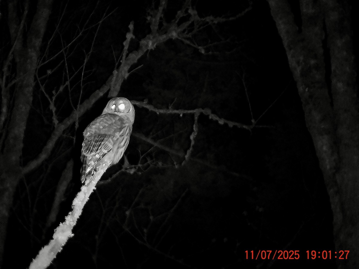Barred Owl - ML645007617