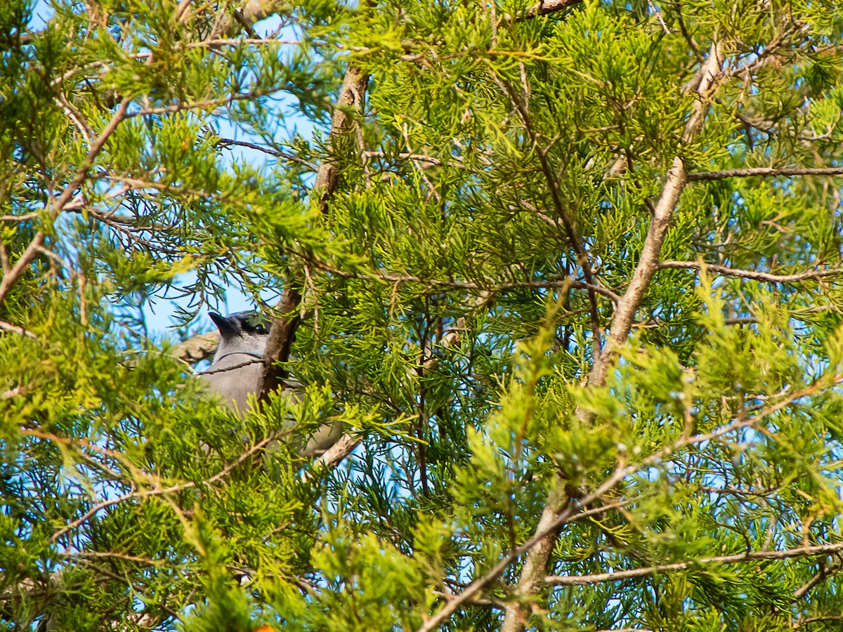 Blue Jay - ML645007621