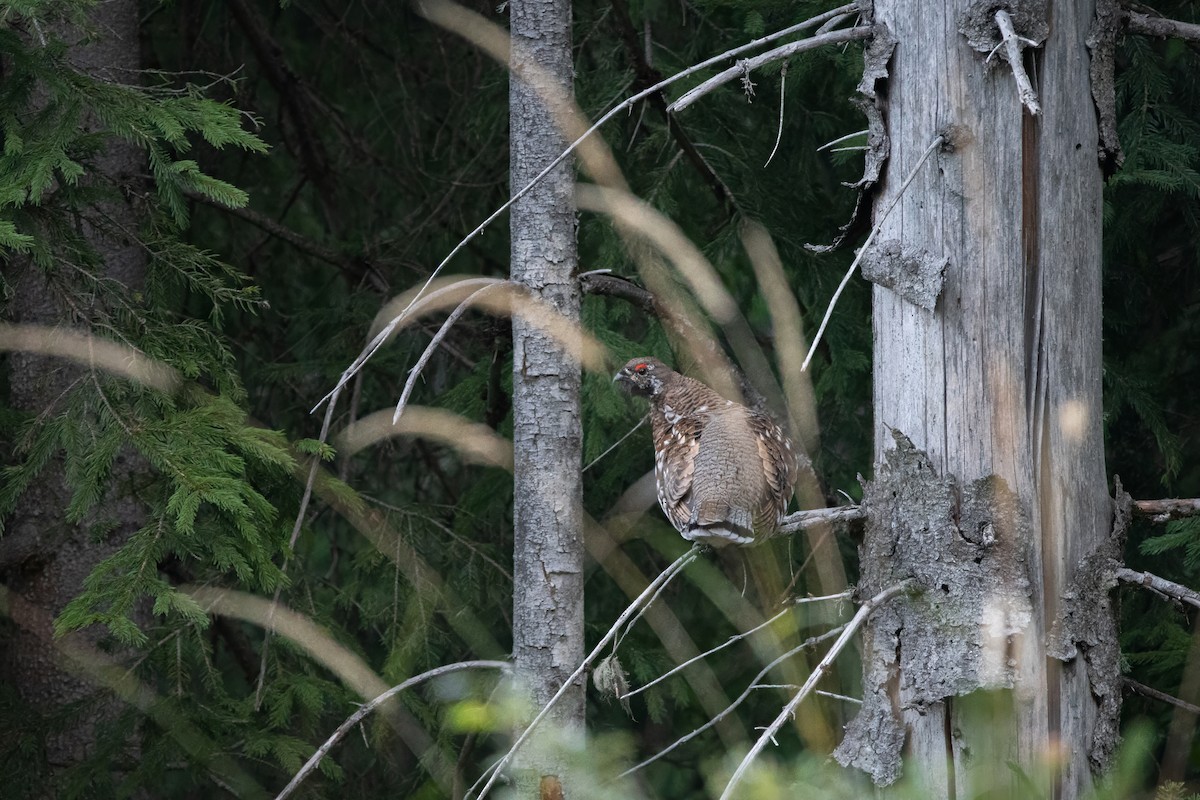Hazel Grouse - ML645007627