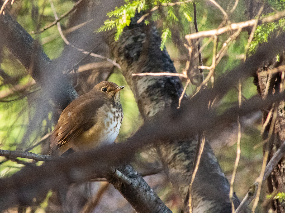 Hermit Thrush - ML645007628