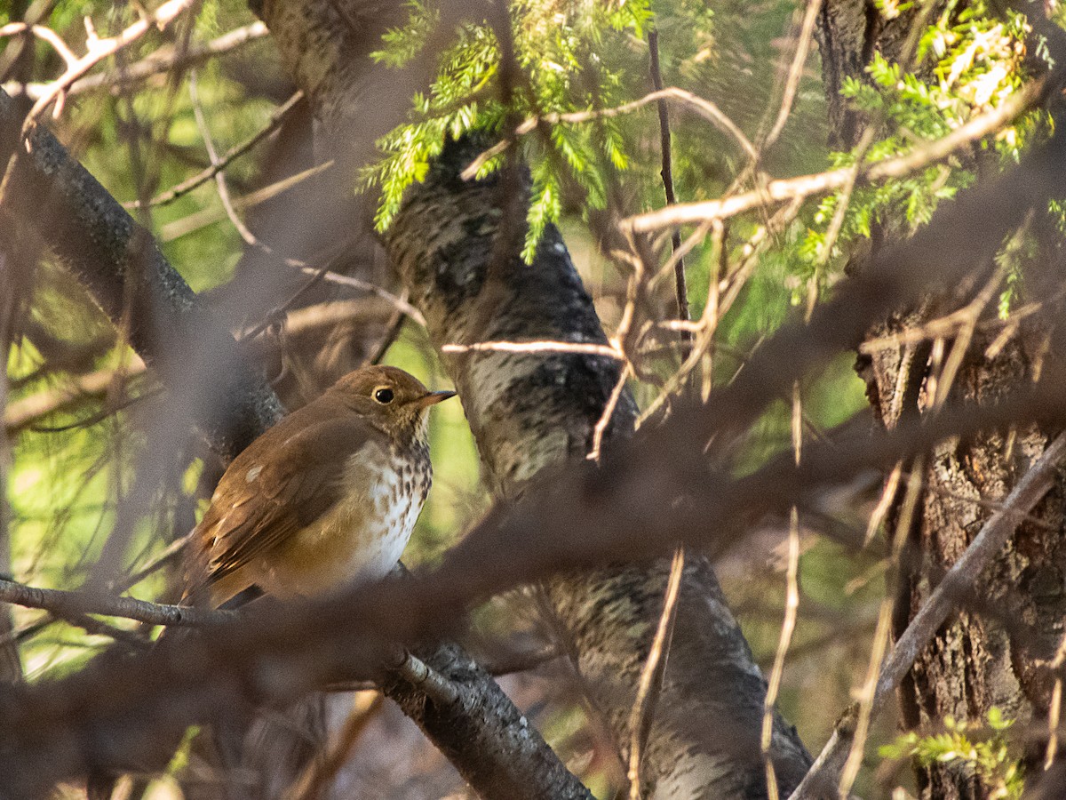 Hermit Thrush - ML645007629