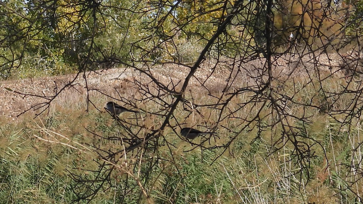 Schwanzmeise - ML645007633