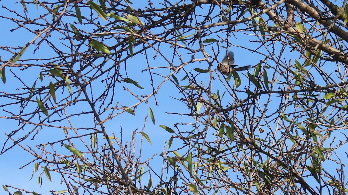 Schwanzmeise - ML645007634