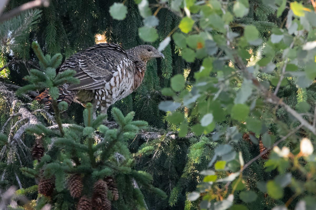 Auerhuhn - ML645007635