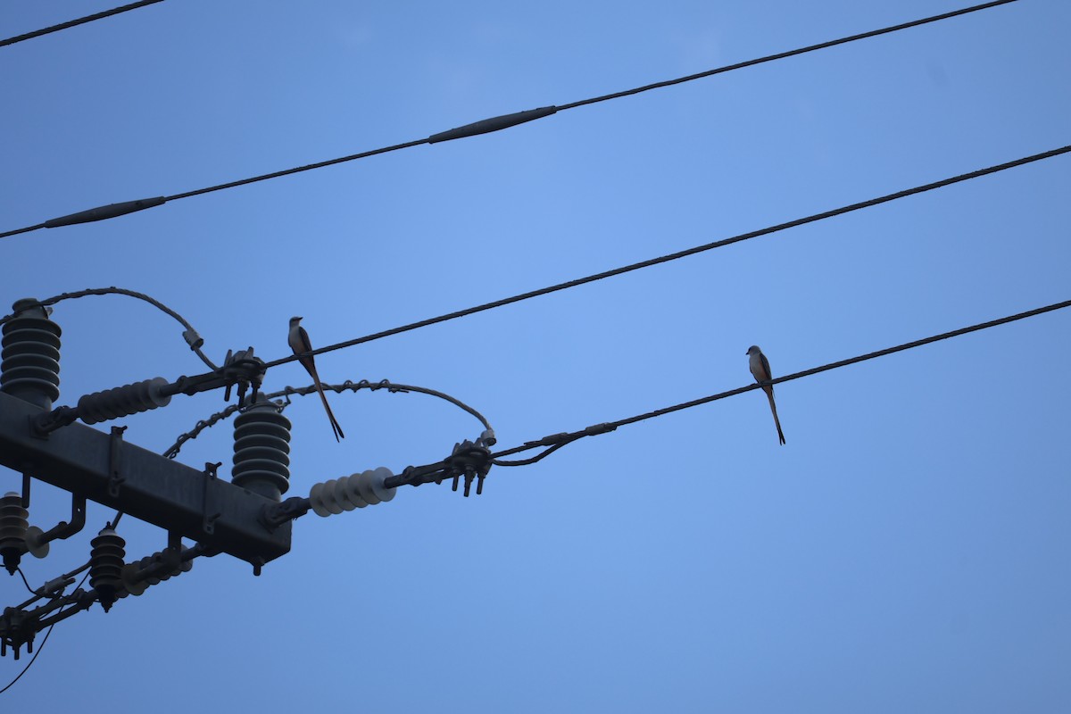 Scherenschwanz-Königstyrann - ML645007636