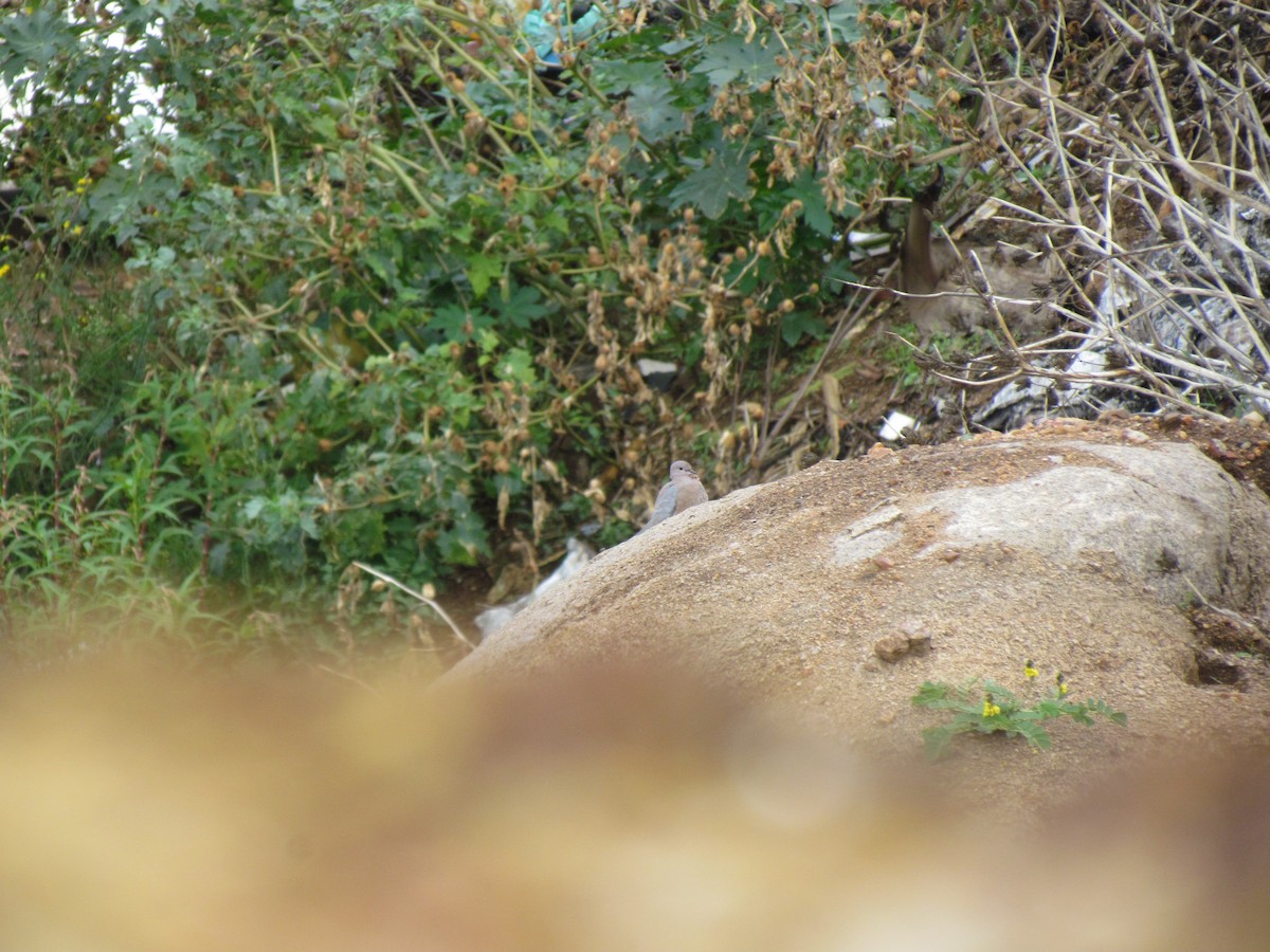 Palmtaube - ML645007637