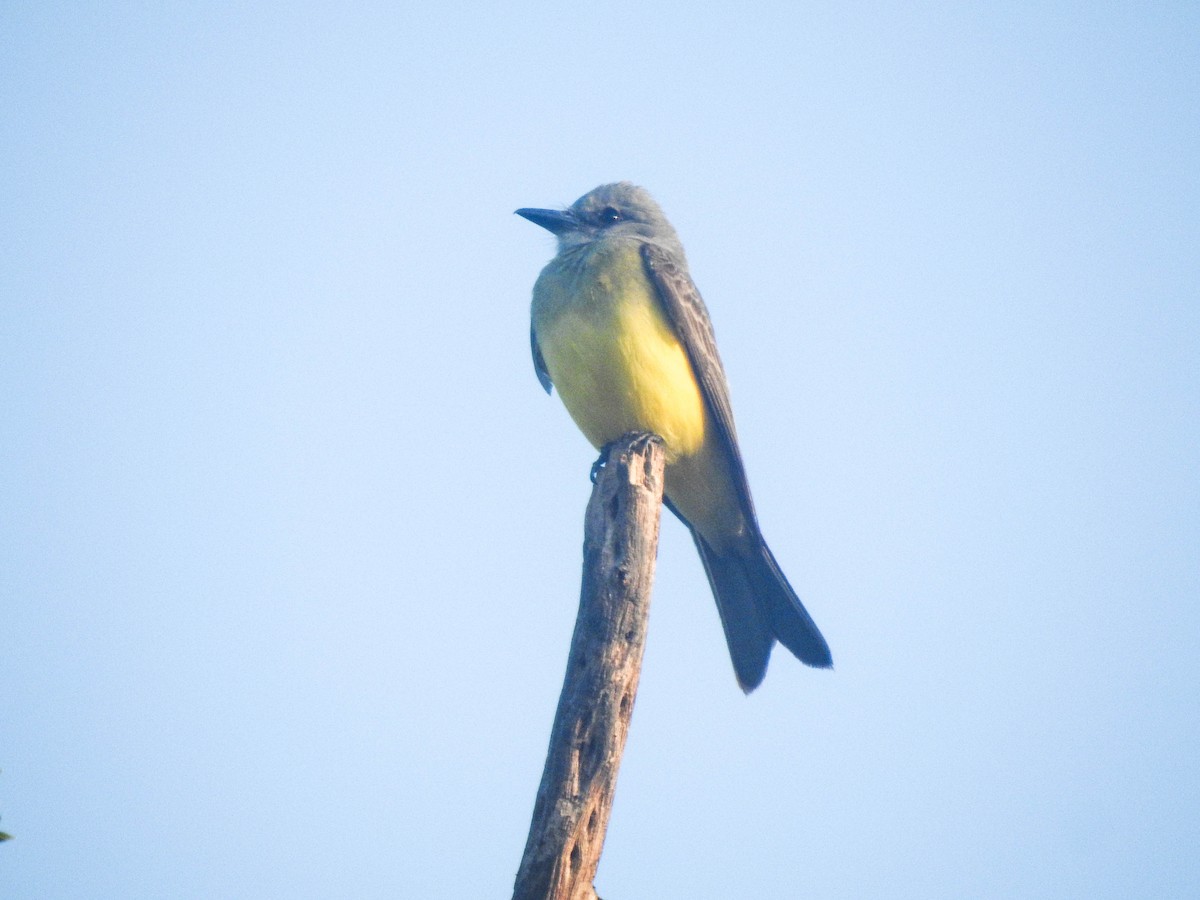 Trauerkönigstyrann - ML645007638