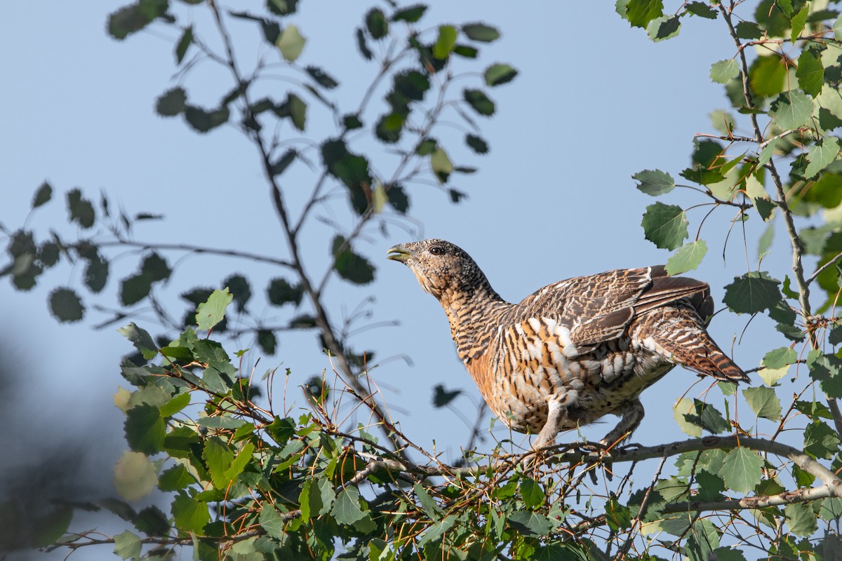 Auerhuhn - ML645007639