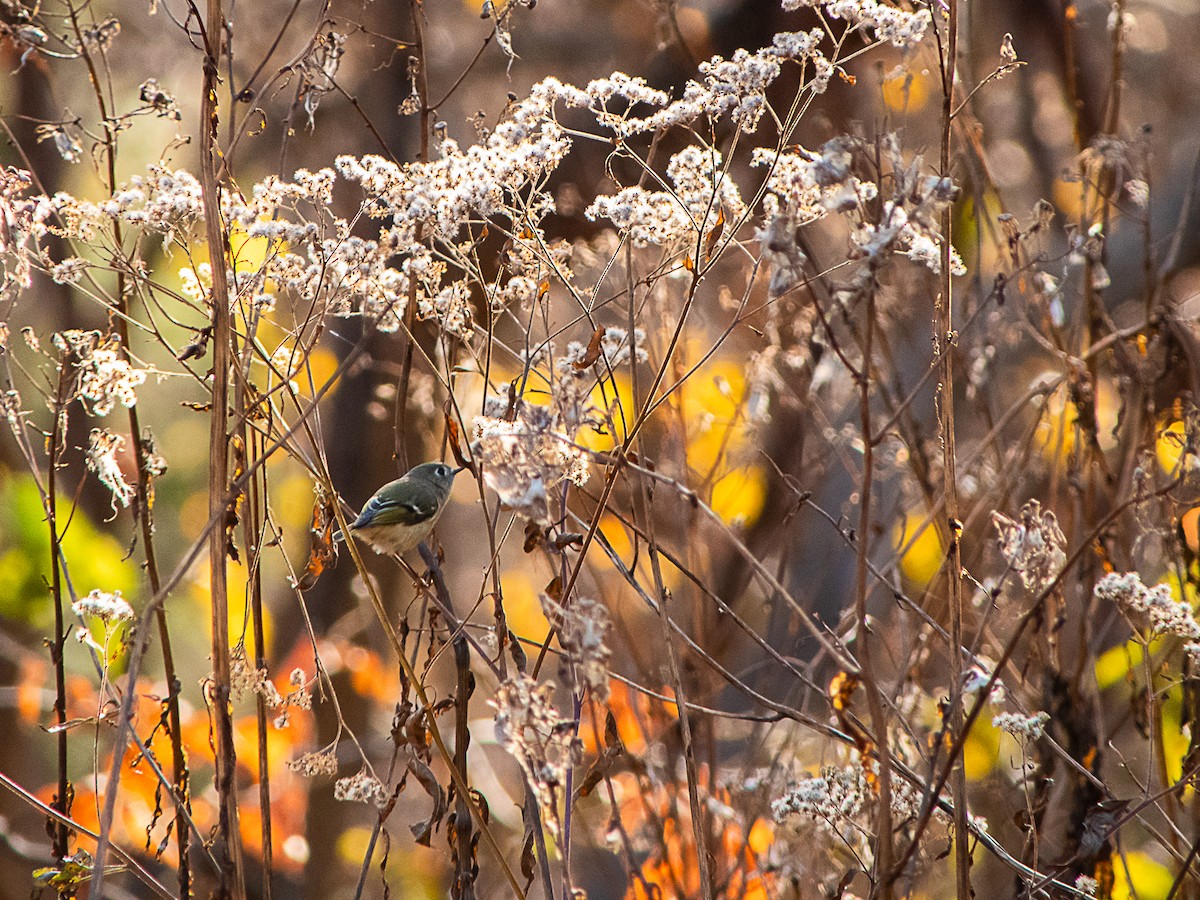 Rubingoldhähnchen - ML645007640