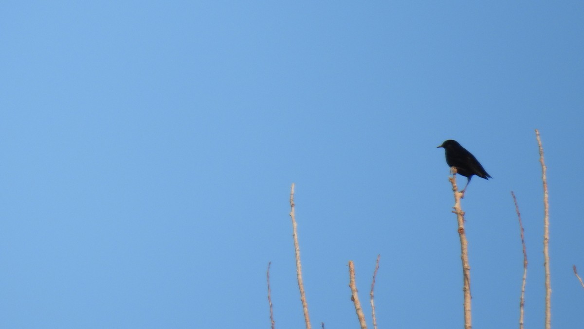 Einfarbstar - ML645007641