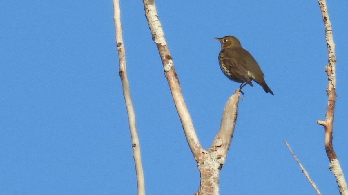 Singdrossel - ML645007642