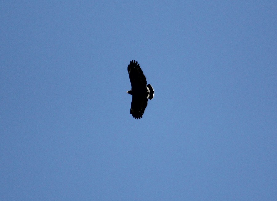 Krabbenbussard - ML645007643