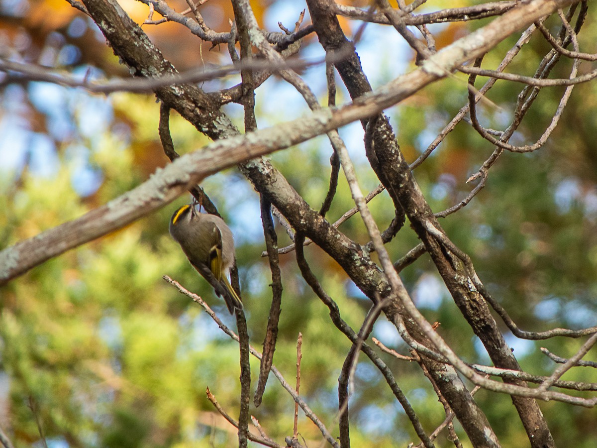 Indianergoldhähnchen - ML645007644
