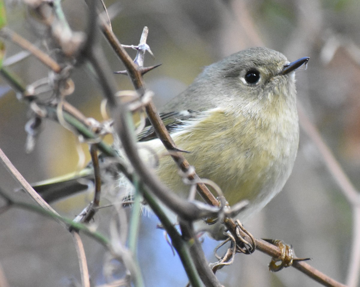 Rubingoldhähnchen - ML645007649