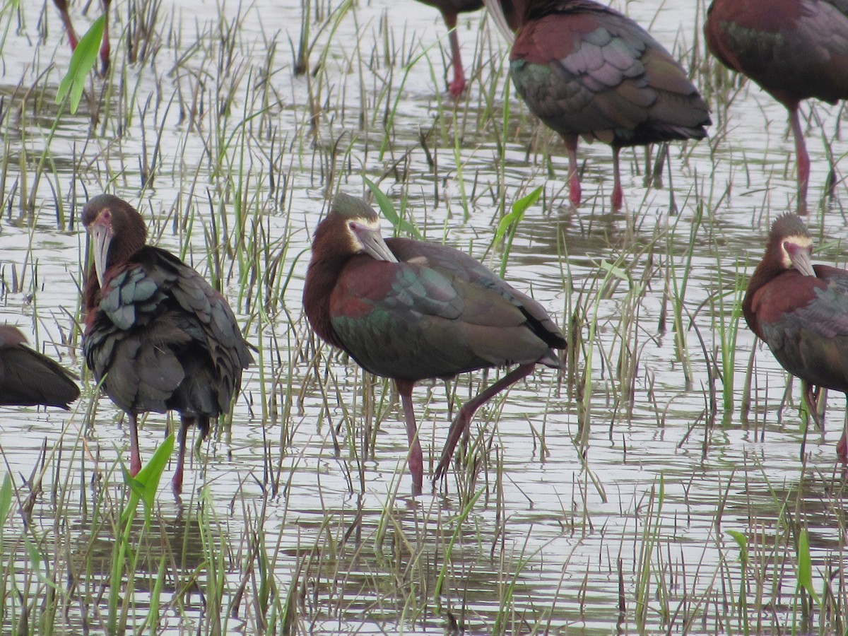 Brillensichler - ML645007650