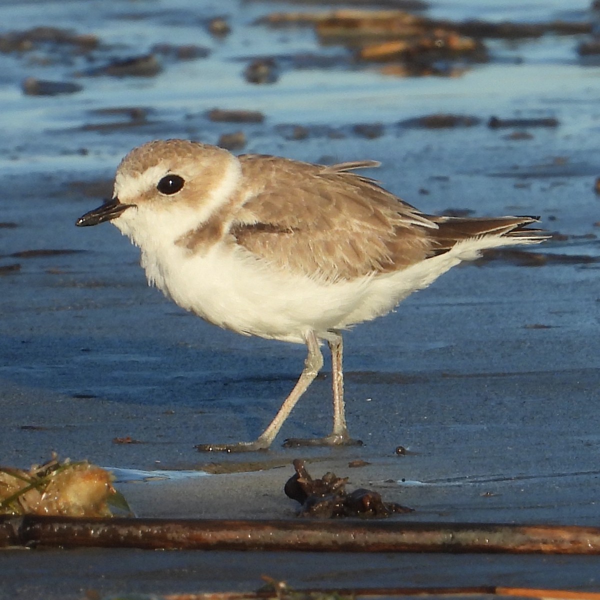 Schneeregenpfeifer - ML645007651