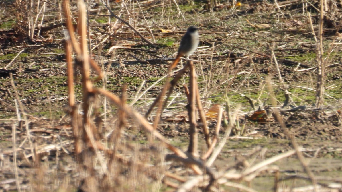 Hausrotschwanz - ML645007653