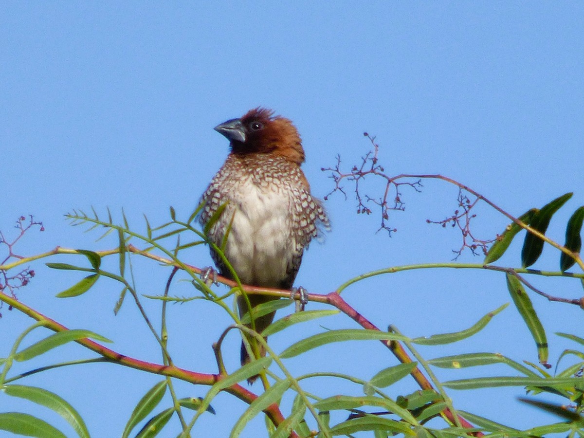 Muskatbronzemännchen - ML645007658