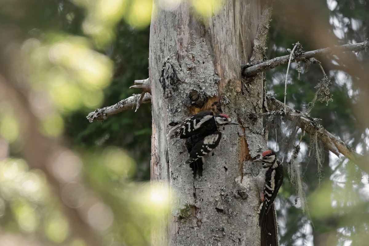 Buntspecht - ML645007659