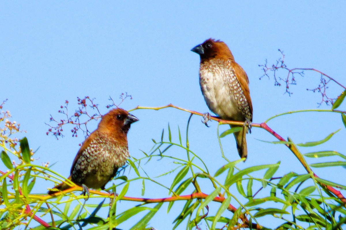 Muskatbronzemännchen - ML645007660