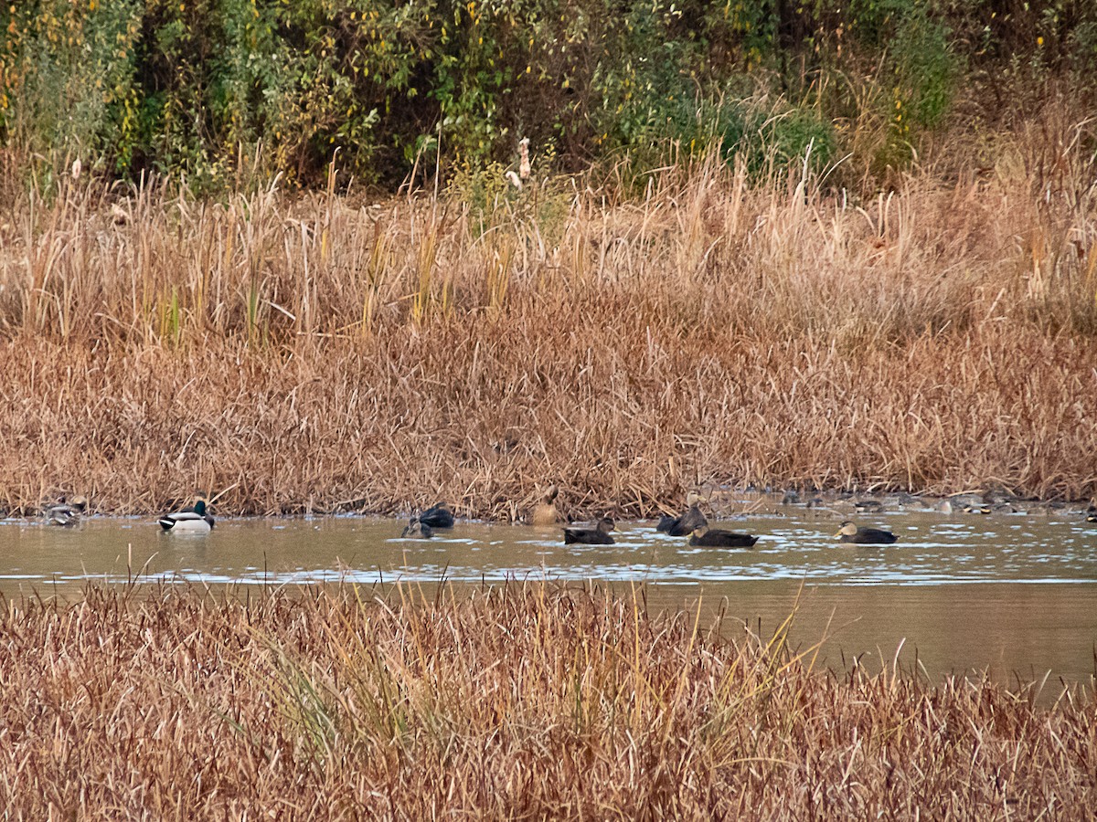 Stockente - ML645007661