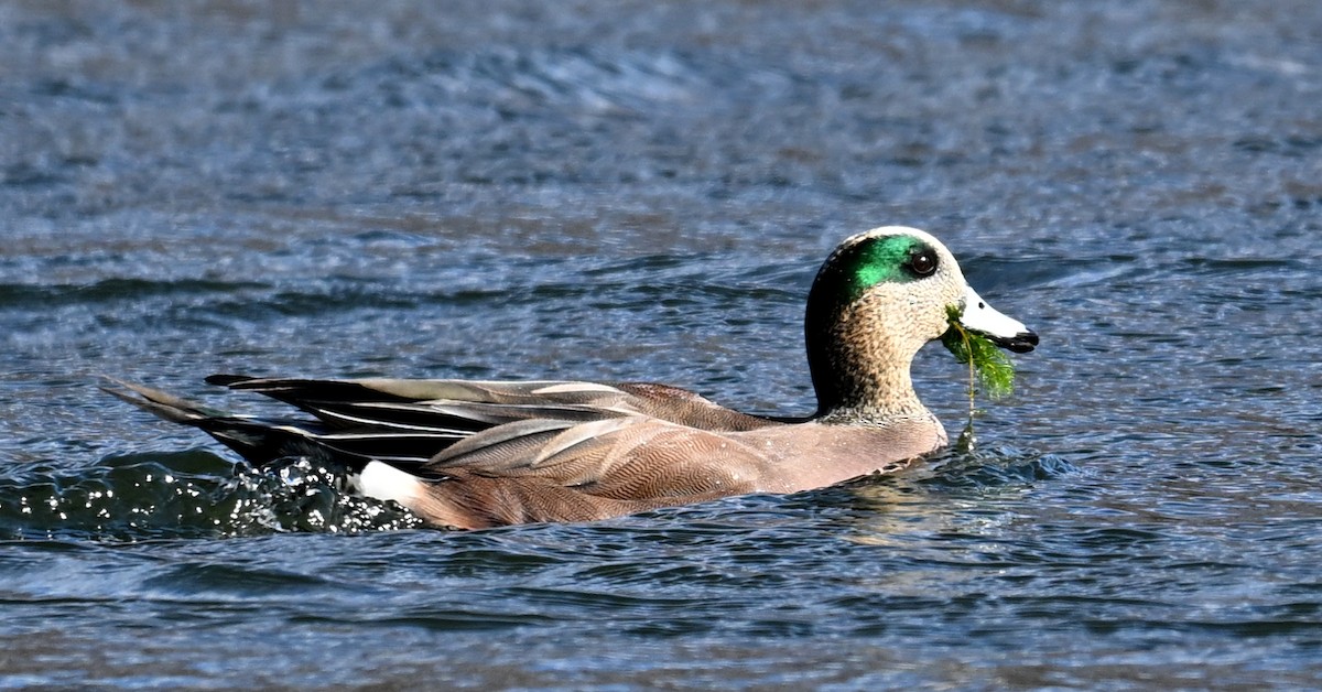 Kanadapfeifente - ML645007662