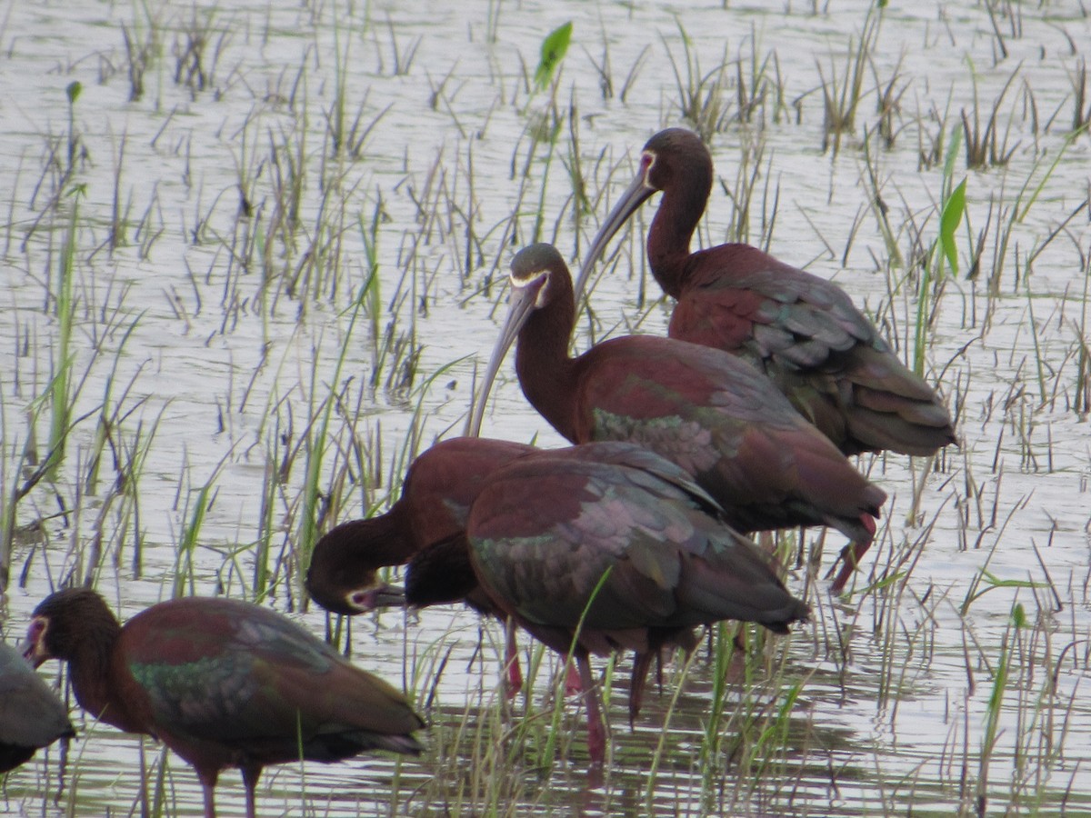 Brillensichler - ML645007665