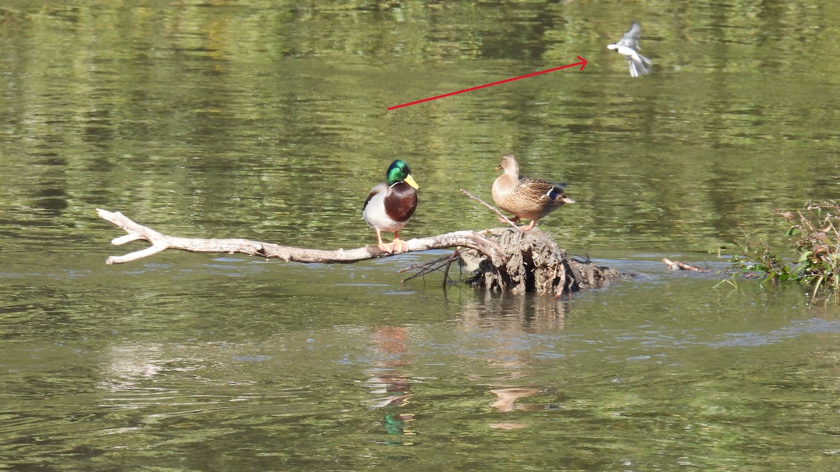 Bachstelze - ML645007666