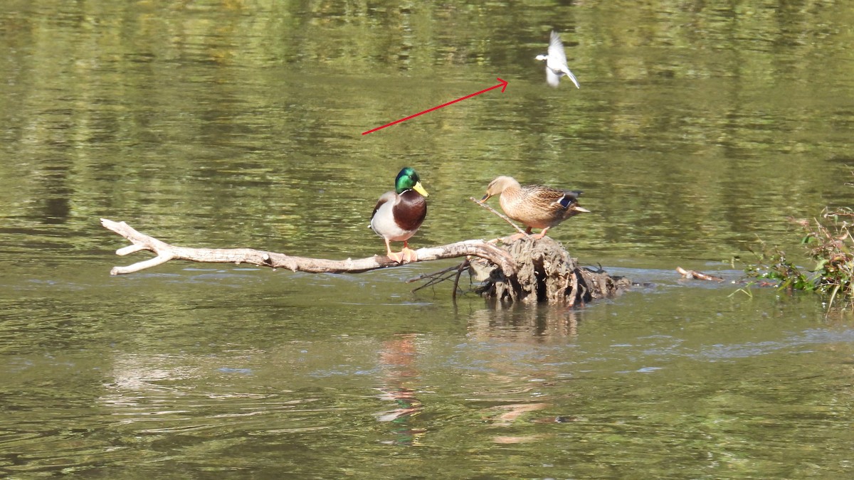 Bachstelze - ML645007667