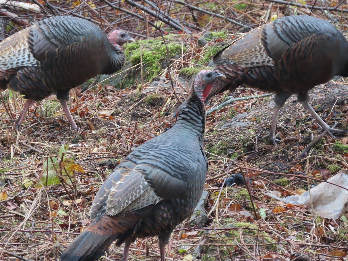 Truthuhn - ML645007669