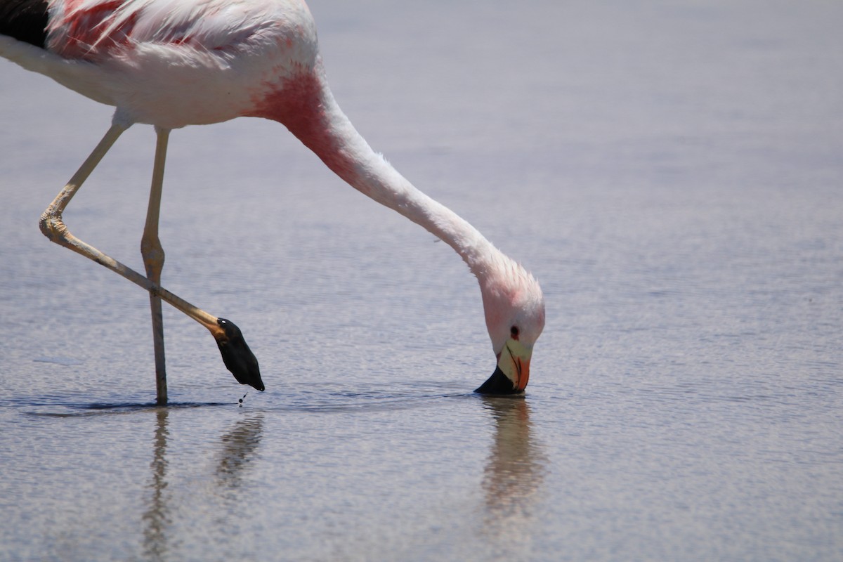 Chileflamingo - ML645007670