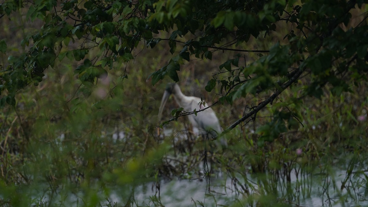 Waldstorch - ML645007671