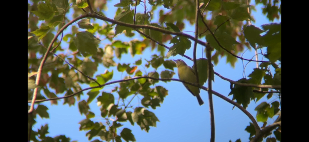 Philadelphia Vireo - ML645007672