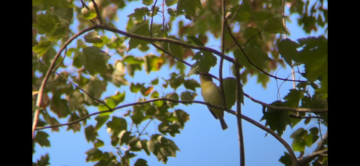 Philadelphia Vireo - ML645007673